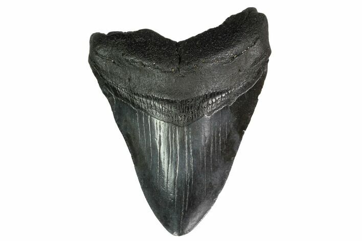 Bargain, Fossil Megalodon Tooth - Georgia #151518